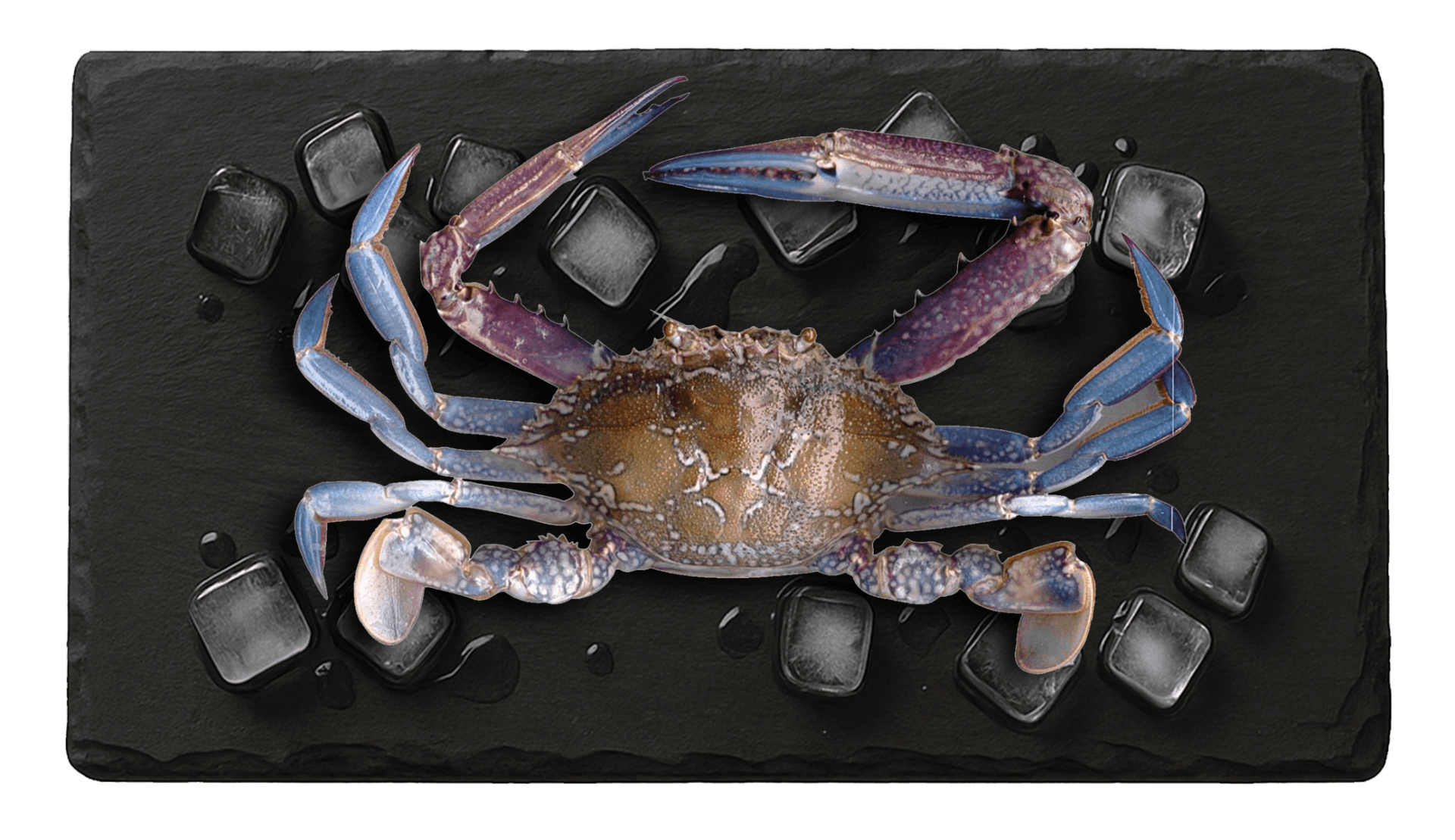 Blue Swimming Crab